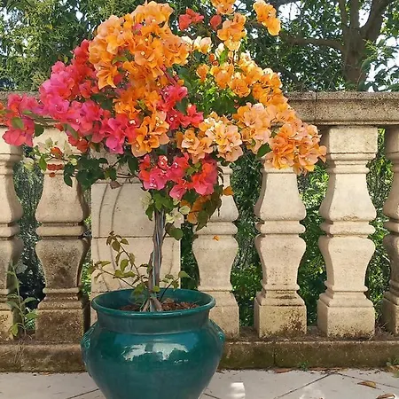 Masseria Incantamento Bouganville
